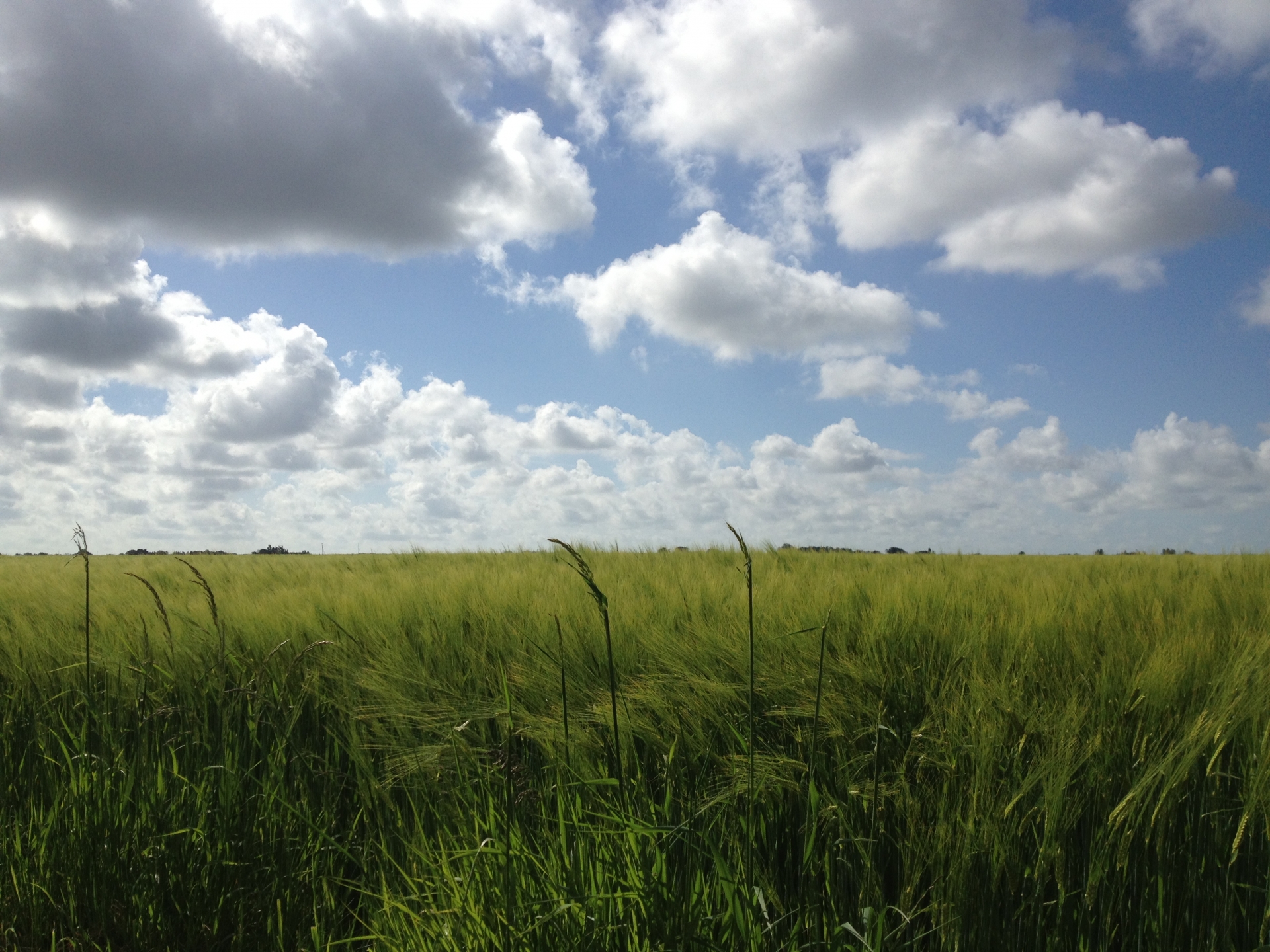 barley field